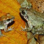 Pura-pura Mati, Strategi Katak Betina Hindari Jantan Agresif