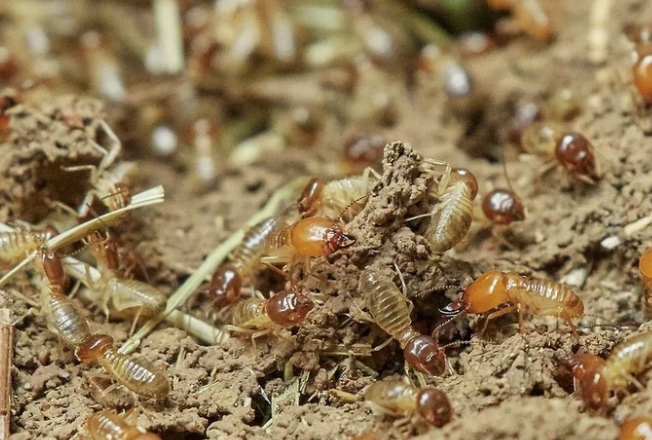 Jasa Anti Rayap untuk Menjaga Keamanan Bangunan